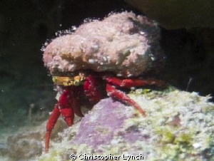 hermit crab by Christopher Lynch 